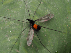 Tipula holoserica