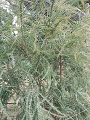 Acacia pravissima