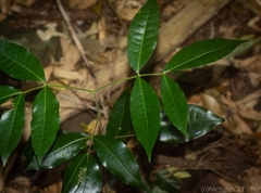 Bouchardatia neurococca