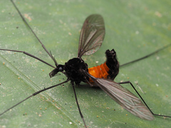 Tipula holoserica