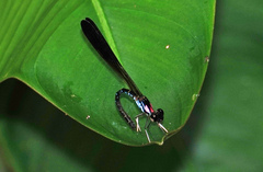 Heliocypha biseriata