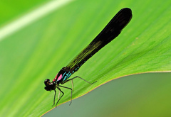 Heliocypha biseriata