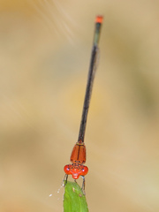 Pseudagrion pilidorsum