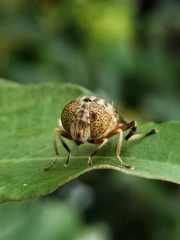 Eristalinus punctulatus
