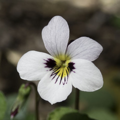 Viola ocellata