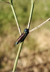Trirhabda bacharidis