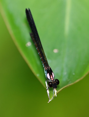 Heliocypha biseriata