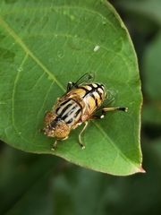 Eristalinus punctulatus