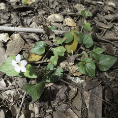 Viola ocellata