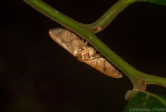 Hypolamprus ypsilon