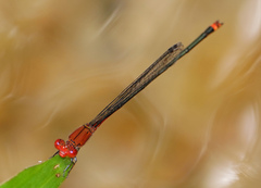 Pseudagrion pilidorsum