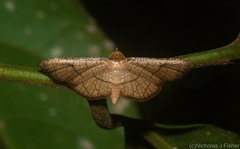Hypolamprus ypsilon