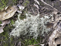 Usnea intermedia
