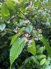 Begonia cooperi