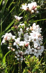 Epacris rhombifolia