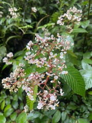 Begonia cooperi
