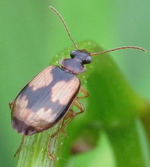 Lebia fuscata