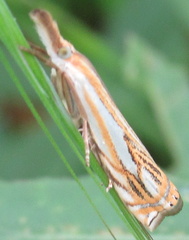 Crambus saltuellus