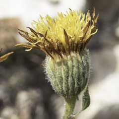 Heterotheca sessiliflora