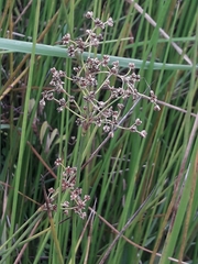 Juncus subnodulosus