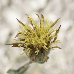 Heterotheca sessiliflora
