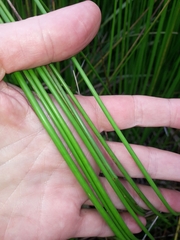Juncus subnodulosus