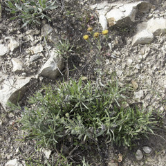 Heterotheca sessiliflora