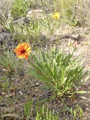 Gazania linearis