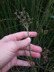 Juncus subnodulosus