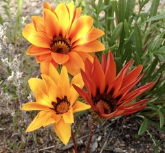 Gazania linearis