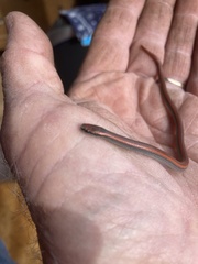 Contia tenuis