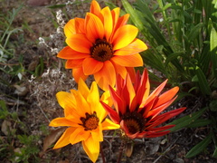 Gazania linearis