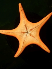 Mediaster aequalis