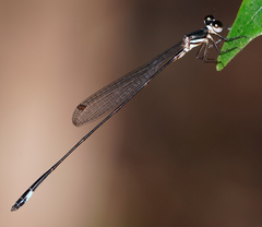 Drepanosticta barbatula