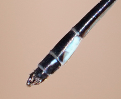 Drepanosticta barbatula