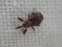 Anthonomus bituberculatus