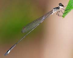 Drepanosticta barbatula