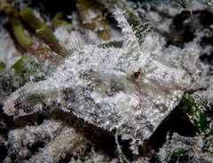 Acreichthys tomentosus