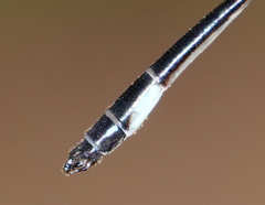 Drepanosticta barbatula