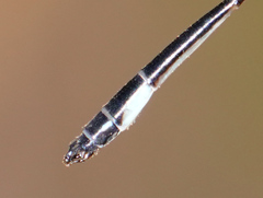 Drepanosticta barbatula