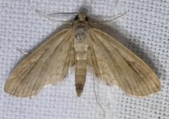 Parapoynx allionealis