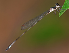 Drepanosticta barbatula