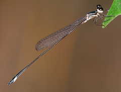 Drepanosticta barbatula