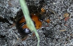 Bolbocerosoma hamatum