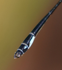 Drepanosticta barbatula