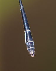 Drepanosticta barbatula