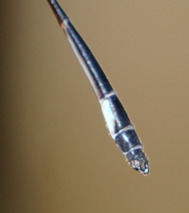 Drepanosticta barbatula