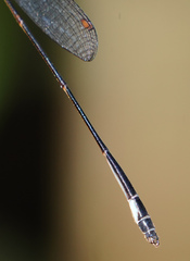 Drepanosticta barbatula