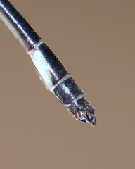 Drepanosticta barbatula