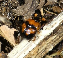 Bolbocerosoma hamatum
